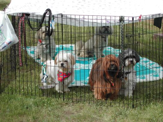 Camping with x-pens and ground covers