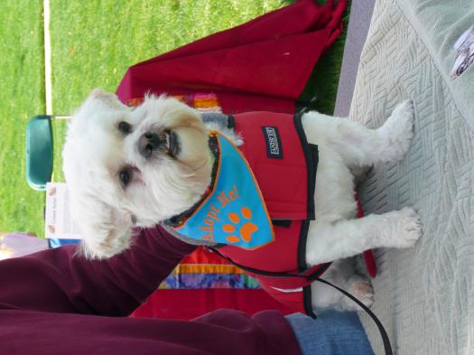 Adopt Me! Jackson ...