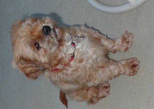 The little red dog ... Mae-Mae