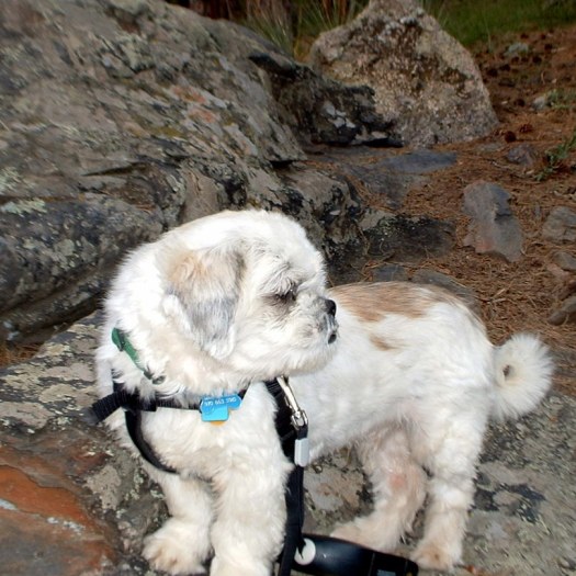 Sturdy little mountain dog ...