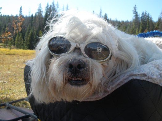 Jackson cruisin' on the ATV